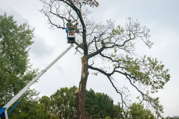 Lawn Watering Services in Newport, DE