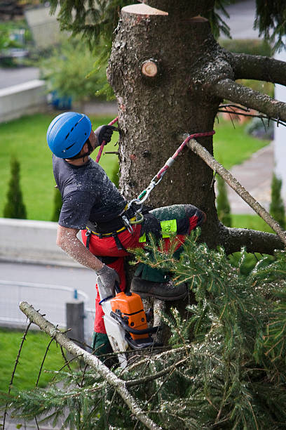 Best Root Management and Removal  in Newport, DE