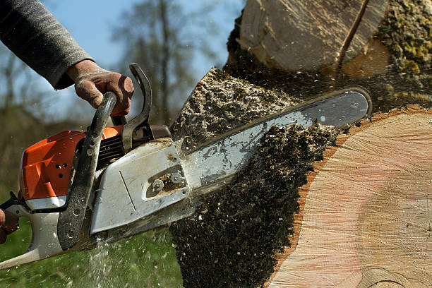 Lawn Grading and Leveling in Newport, DE