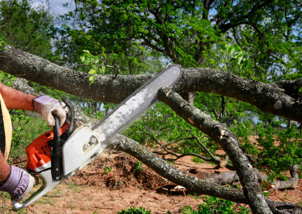 Reliable Newport, DE Tree Services Solutions